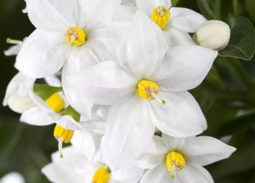 Solanum jasminoides