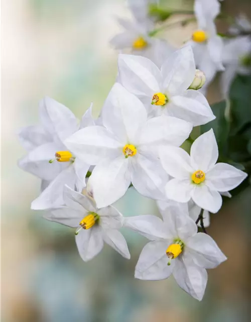 Solanum jasminoides