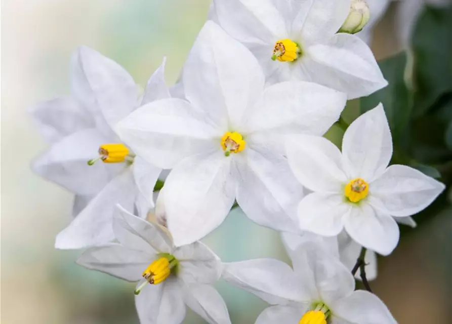 Solanum jasminoides