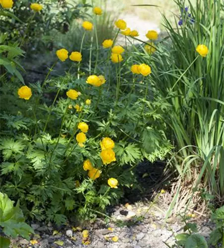 Trollius europaeus