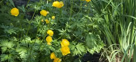 Trollius europaeus