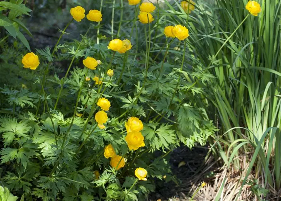 Trollius europaeus