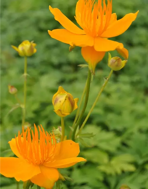 Trollius europaeus