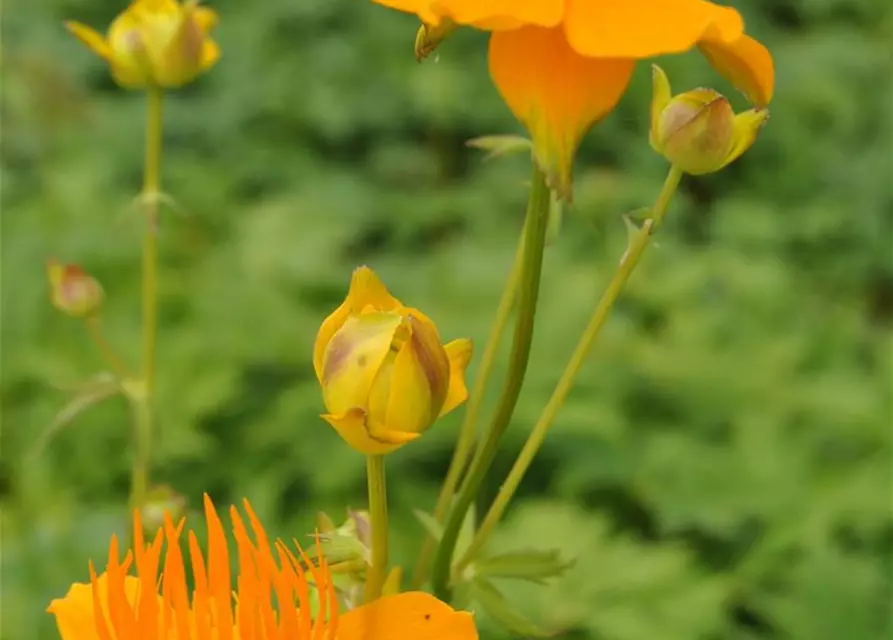 Trollius europaeus