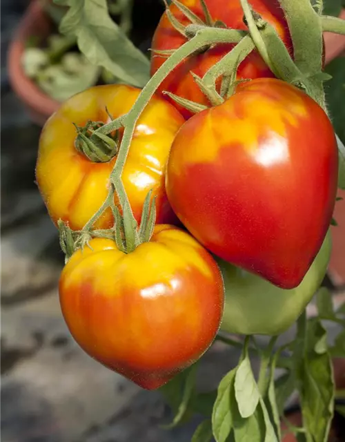 Solanum lycopersicum