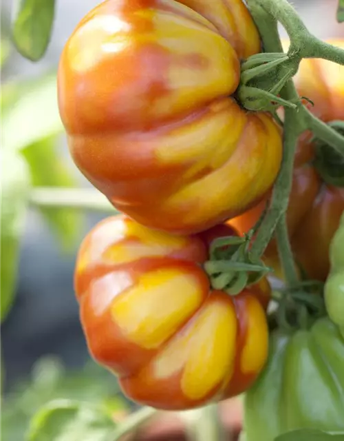 Solanum lycopersicum