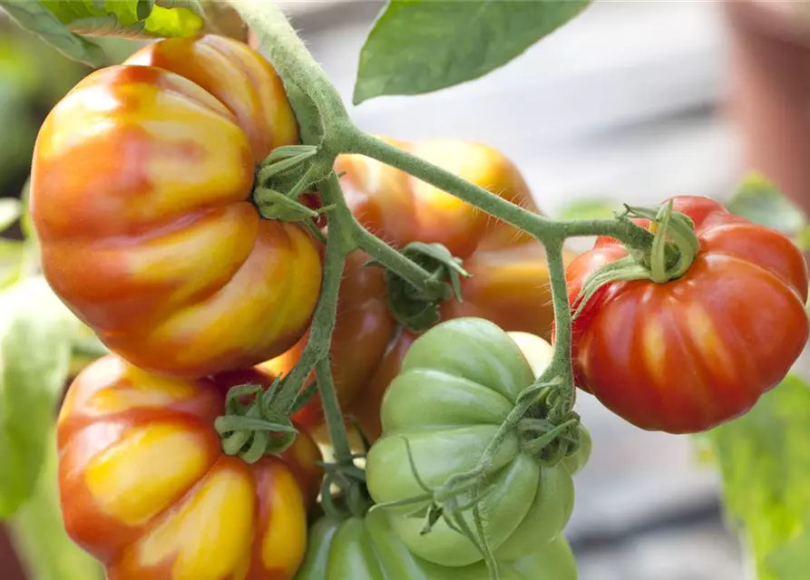 Solanum lycopersicum