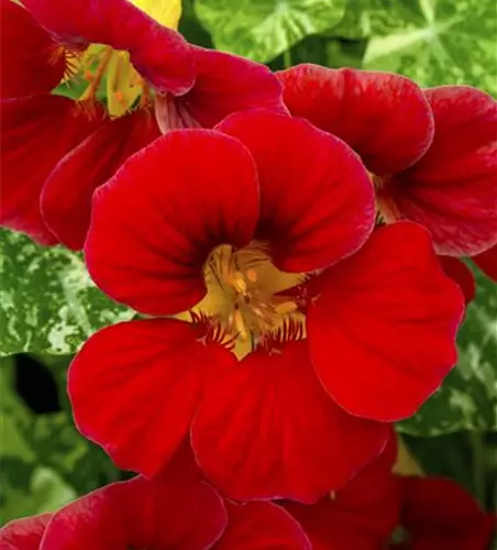 Tropaeolum majus