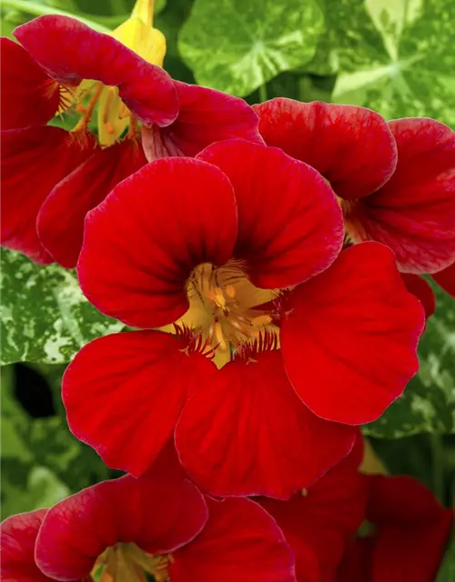 Tropaeolum majus