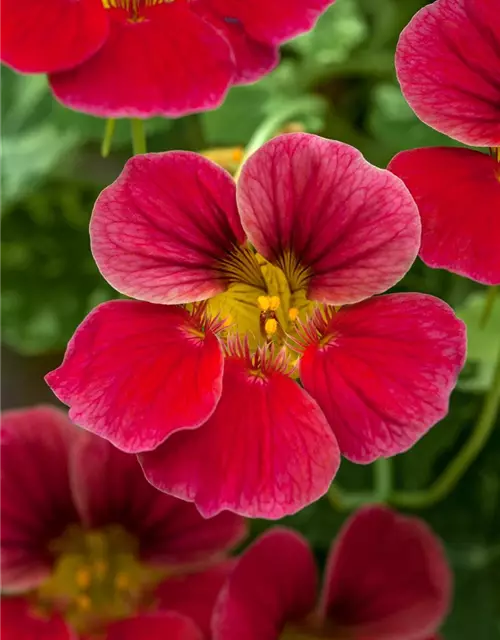 Tropaeolum majus