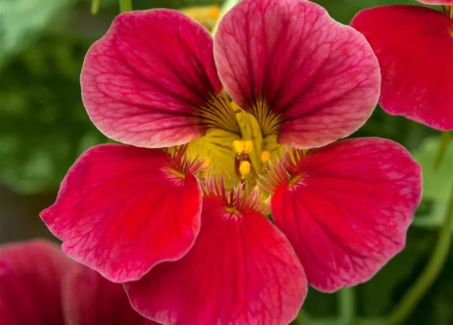 Tropaeolum majus