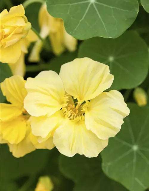 Tropaeolum majus