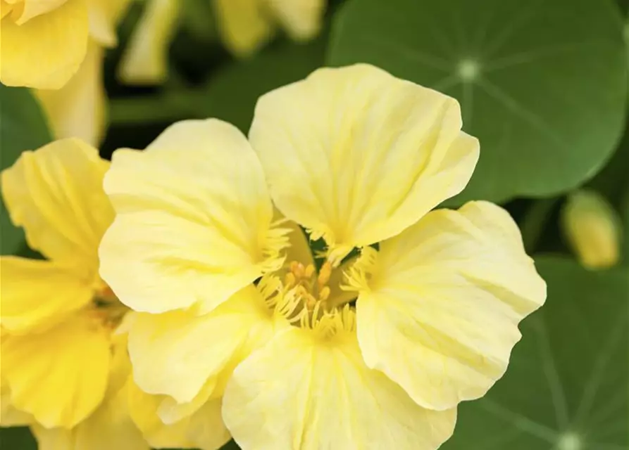 Tropaeolum majus