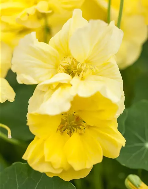 Tropaeolum majus