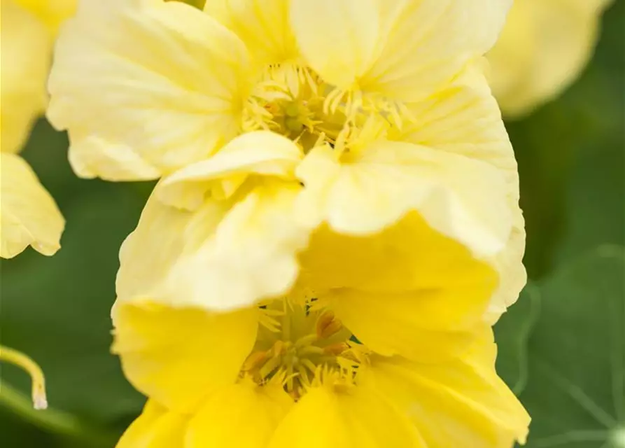 Tropaeolum majus