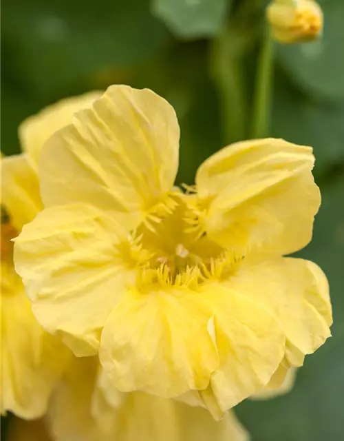 Tropaeolum majus