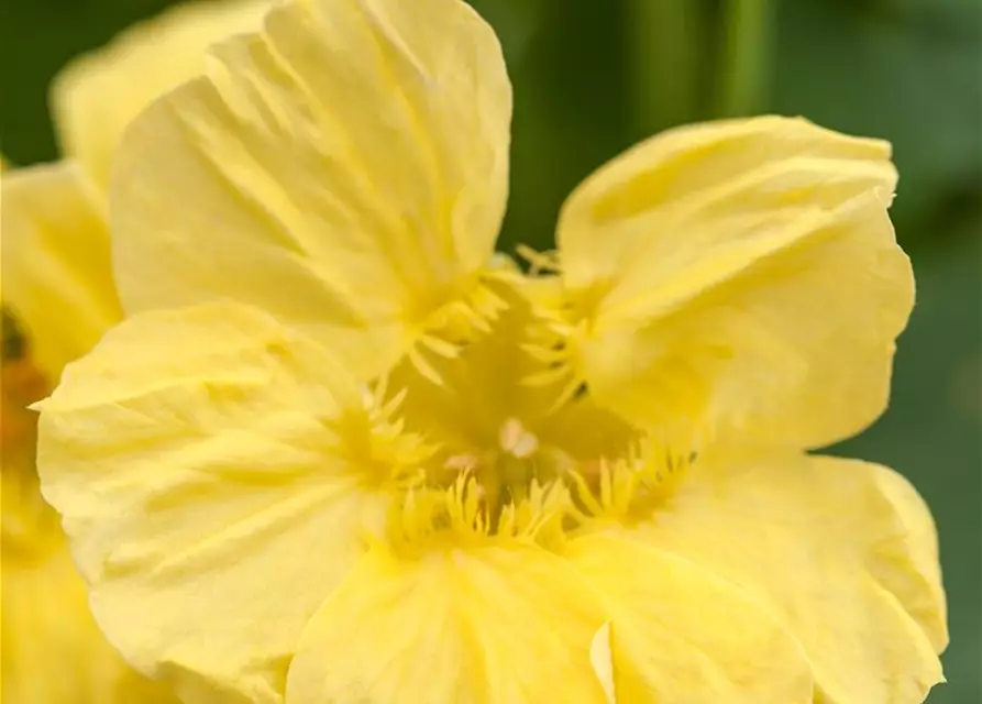 Tropaeolum majus