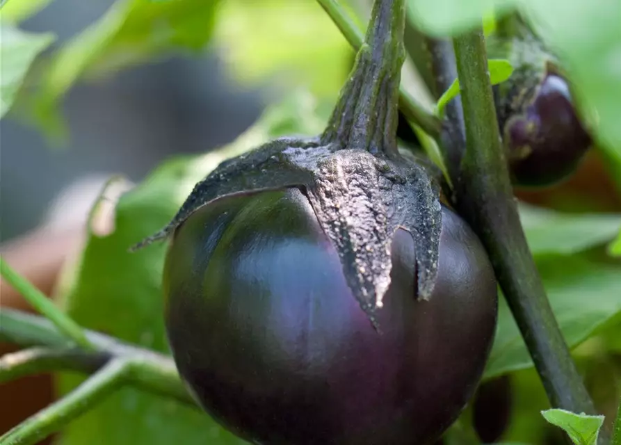 Solanum melongena