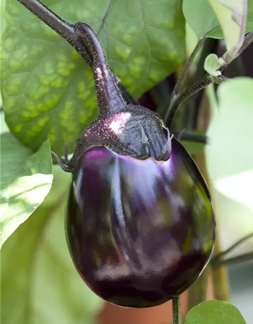 Solanum melongena