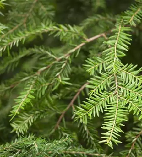 Tsuga canadensis