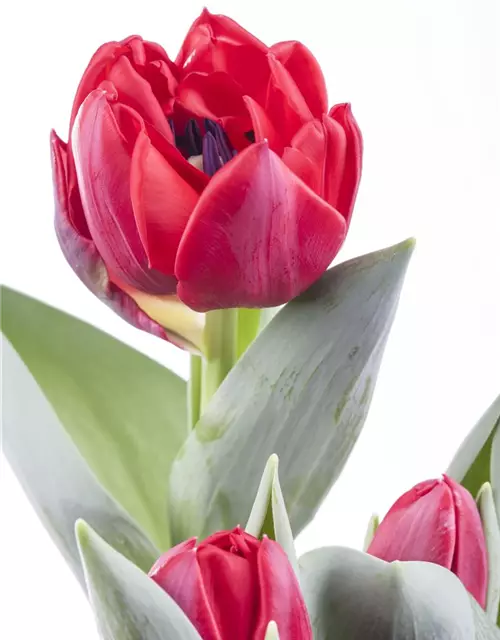 Tulipa