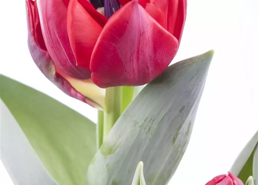 Tulipa