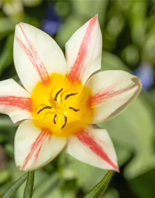 Tulipa botanical