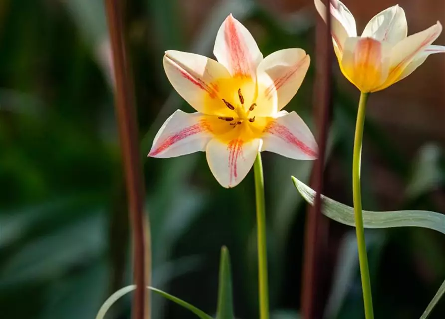 Tulipa botanical