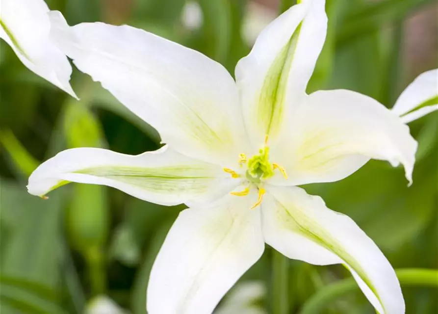 Tulipa botanical