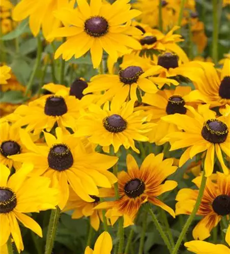 Rudbeckia hirta