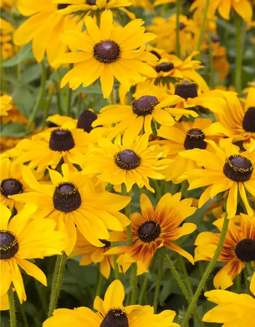 Rudbeckia hirta