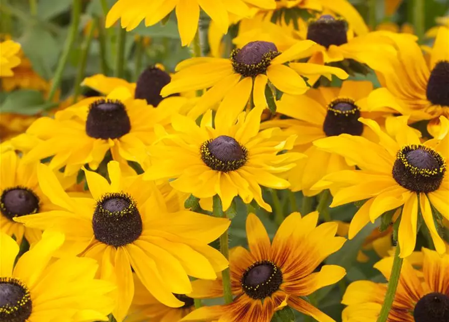 Rudbeckia hirta