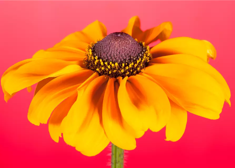 Rudbeckia hirta