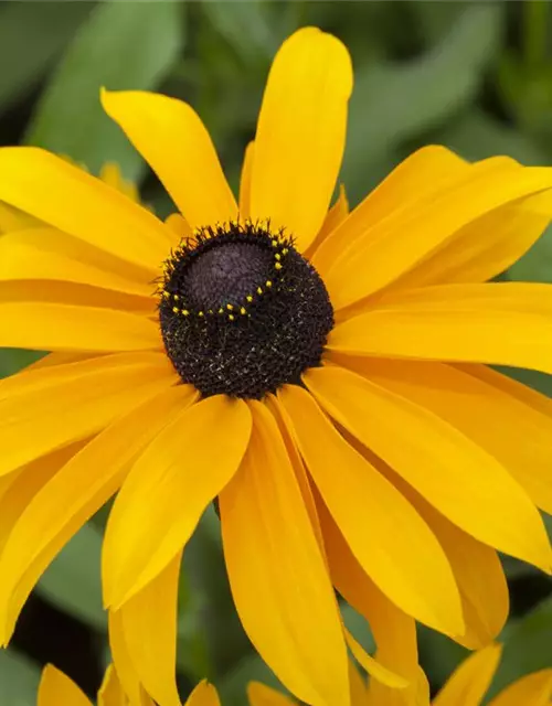 Rudbeckia hirta