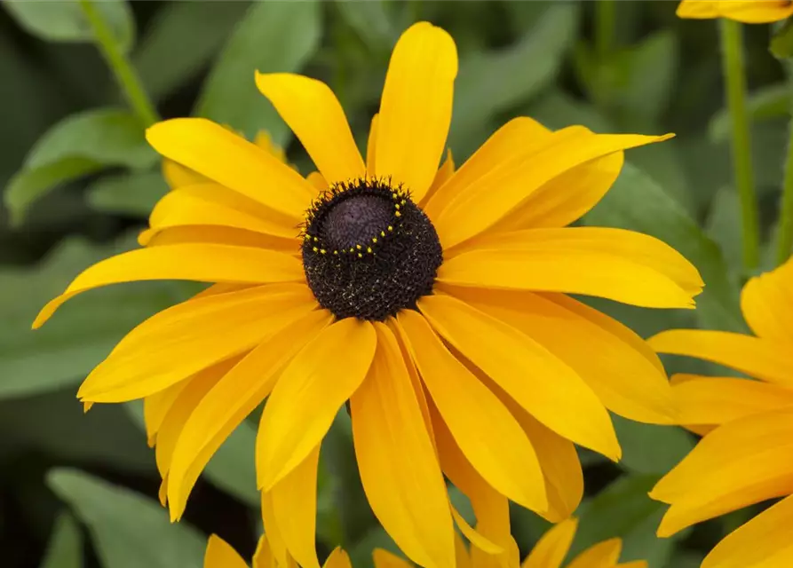 Rudbeckia hirta