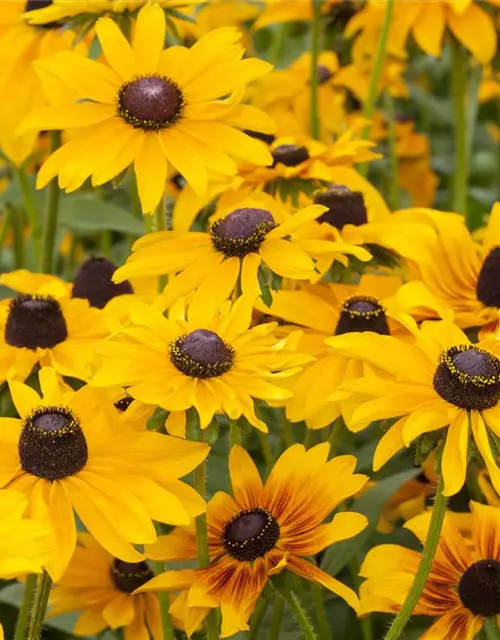 Rudbeckia hirta