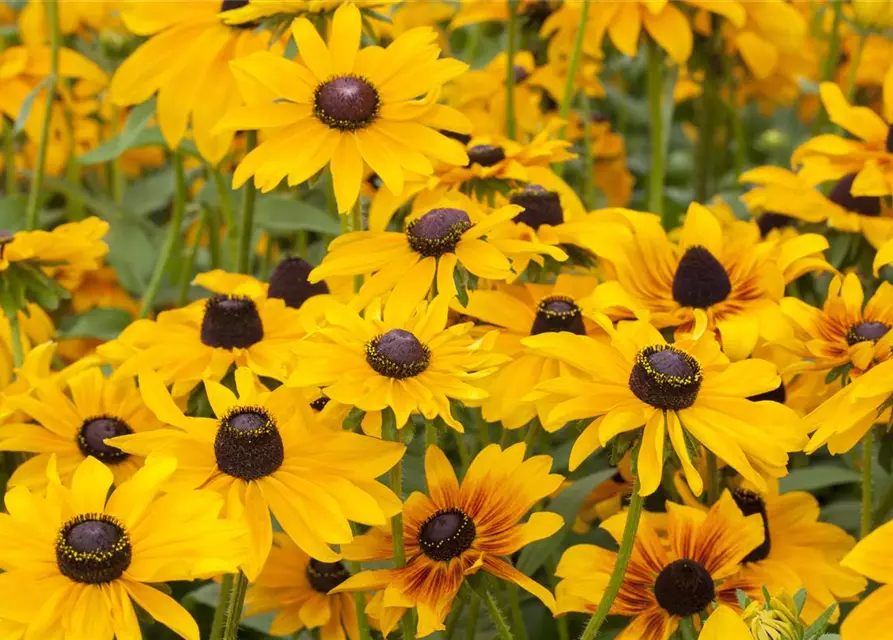 Rudbeckia hirta