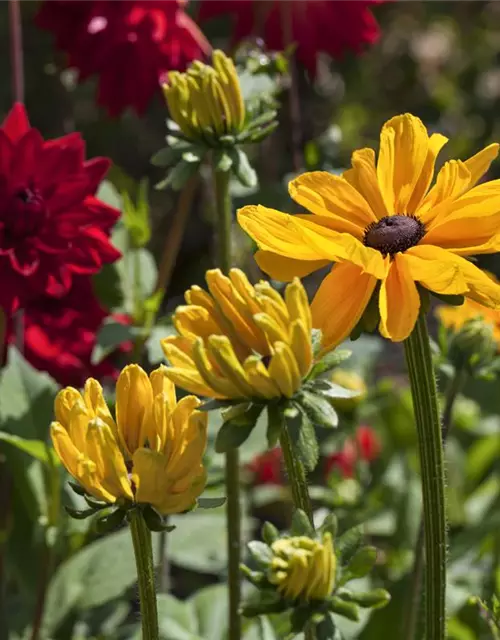 Rudbeckia hirta