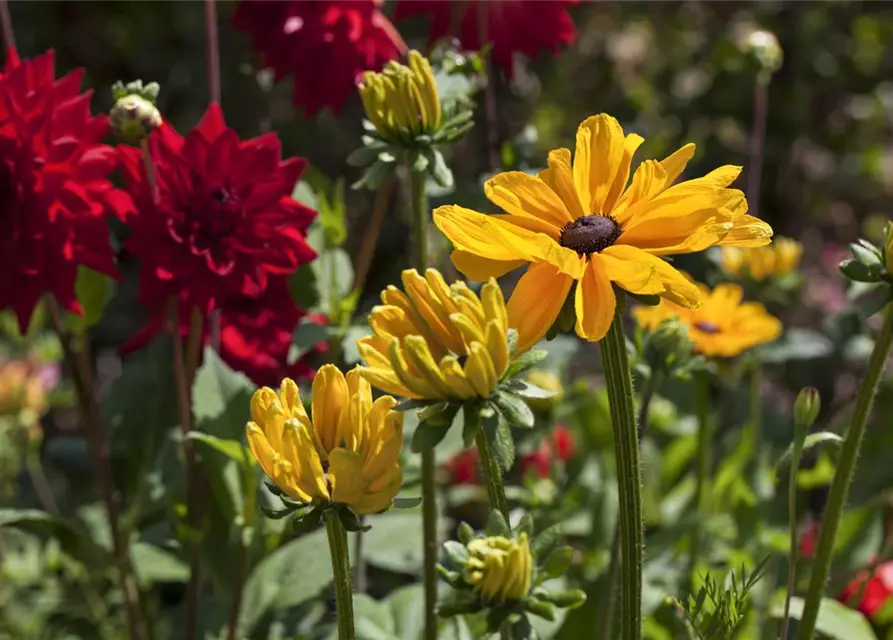 Rudbeckia hirta