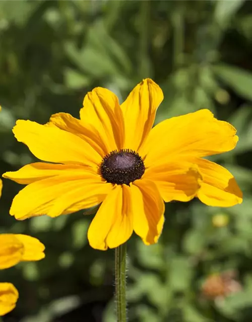 Rudbeckia hirta