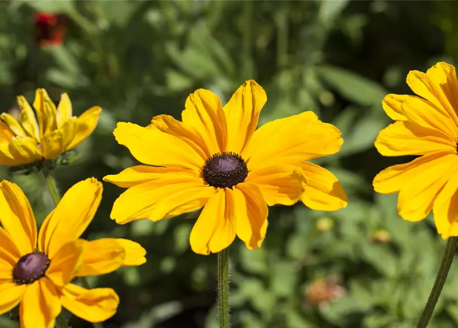 Rudbeckia hirta