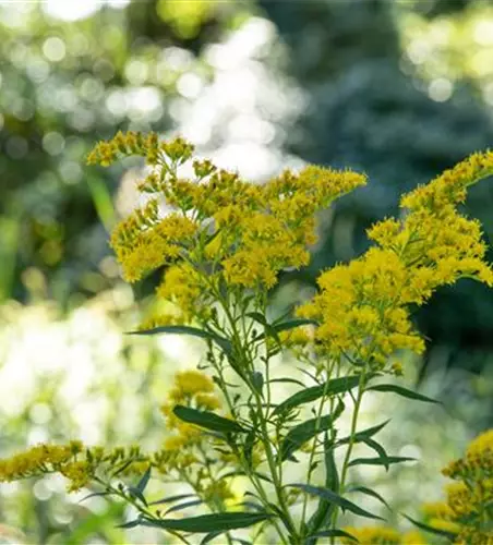 Solidago canadensis