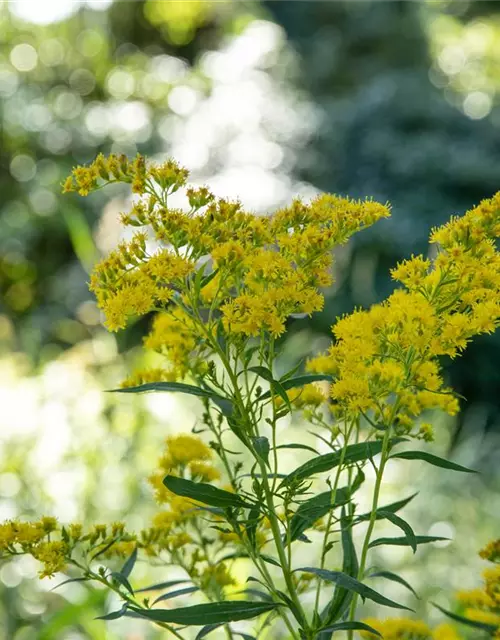 Solidago canadensis