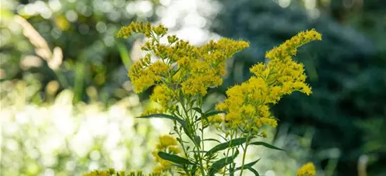 Solidago canadensis