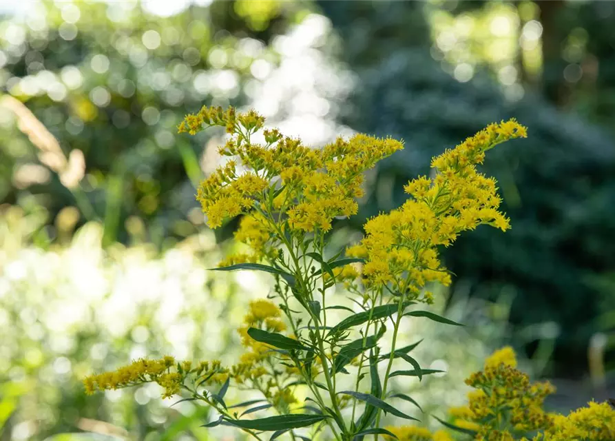 Solidago canadensis