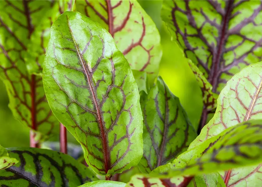 Rumex acetosa