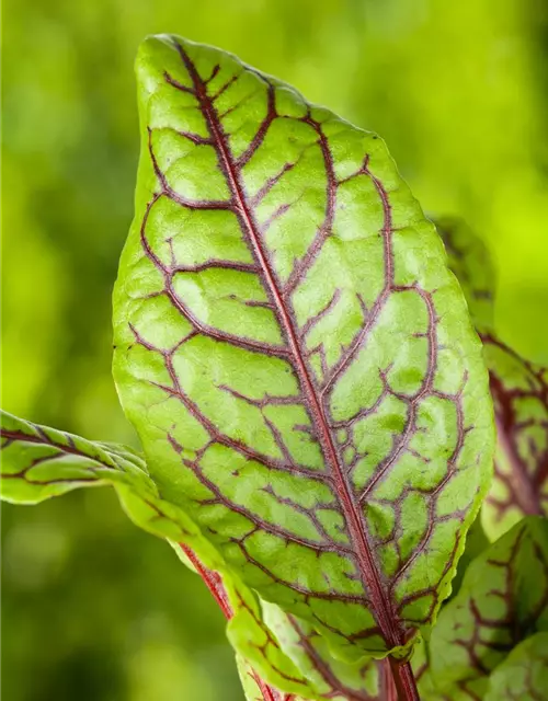 Rumex acetosa