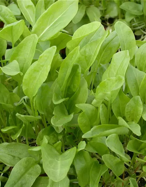 Rumex acetosa