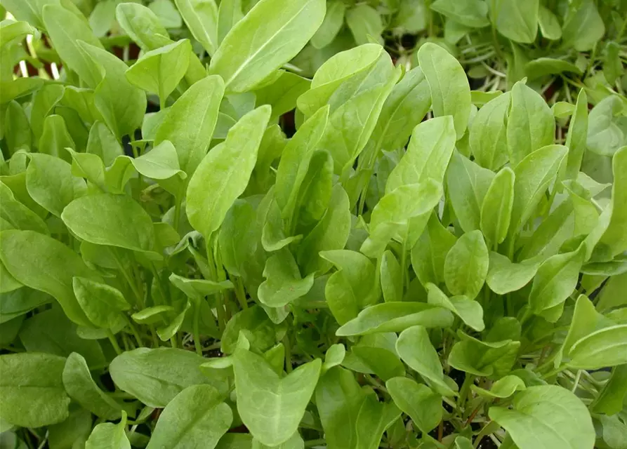 Rumex acetosa