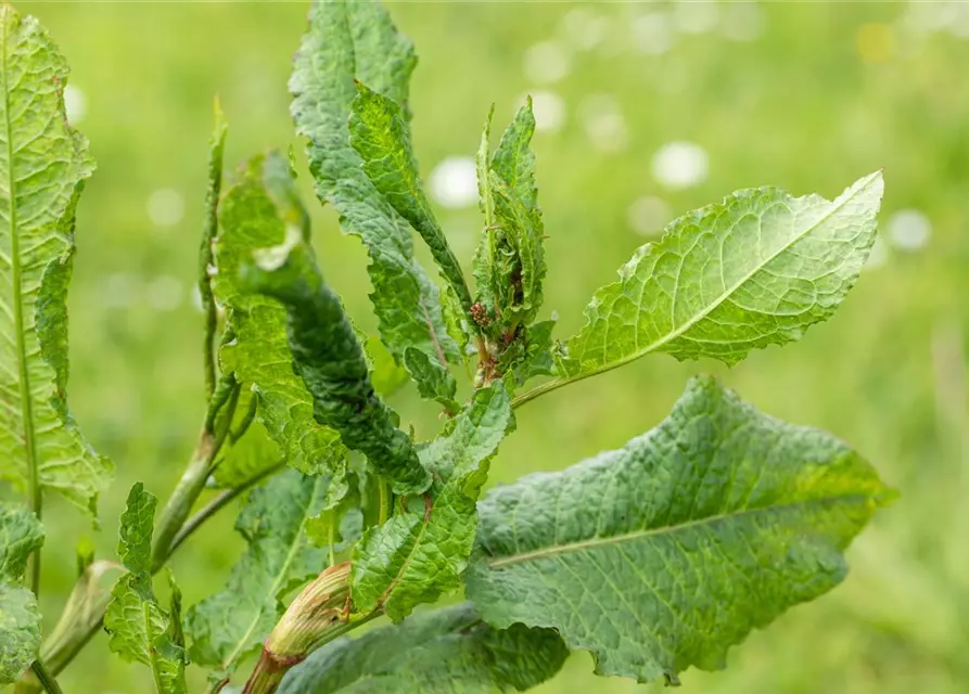 Rumex acetosa